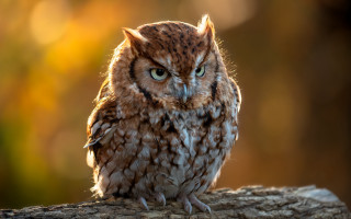 Small owl on branch blurry - a small owl free wallpaper