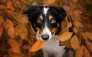 Dog peeking bush autumn brown - face free wallpaper for desktop