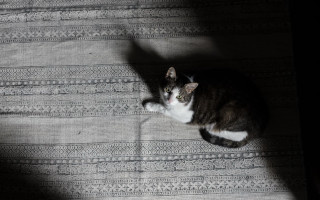 Cat shadow bed light space - caustic free wallpaper