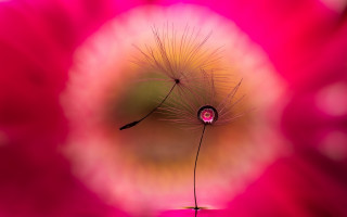 Dandelion pink background blurry macro - macro photography free wallpaper