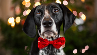 Dog red bow christmas tree - a christmas tree in the background free wallpaper