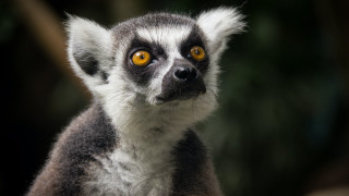 Lemur yellow eyes black background - yellow eye free wallpaper for desktop