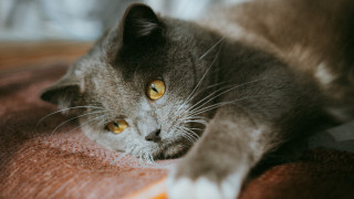 Cat yellow eyes whiskers bed - something free wallpaper for desktop