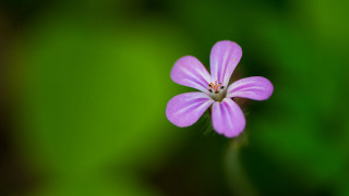 Purple flower green background macro 3 - macro len free wallpaper