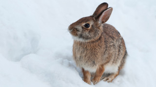 Rabbit snow winter beatrix puzzle - a rabbit free wallpaper