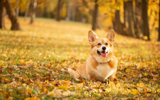 Dog leaves park autumn flame - a dog free wallpaper for desktop