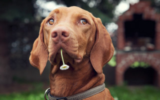 Shiba inu flower dog bokeh - a flower free wallpaper
