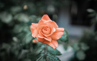 Orange rose green leaves blurry - single free wallpaper