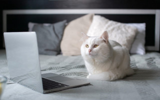 White cat bed laptop coffee - hard focus free wallpaper