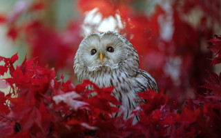 Owl sad red leaves bush - red leaf free wallpaper
