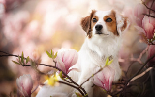 Dog cherry blossoms blurry focus - branch free wallpaper for desktop