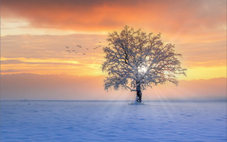 Lone tree snowy field sunset 2 - overhead in the sky free wallpaper