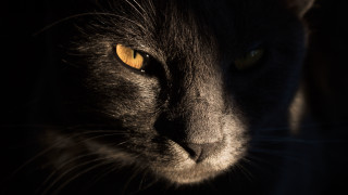 Black cat gothic closeup yellow - a black cat free wallpaper for desktop