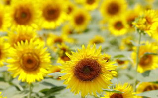 Sunflower field macro summer vibrancy - summer vibrancy free wallpaper