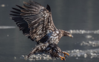 Large black bird spread wings - a large bird free wallpaper