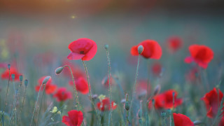 Red flowers blurry background sun - colin gill free wallpaper