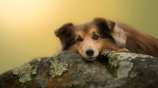 Dog resting rock moss closeup - moss free wallpaper for desktop