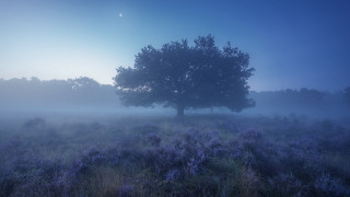 Tree flowers foggy sky milky - a tree in a field free wallpaper