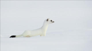 White animal snow curious jigsaw - a curious look free wallpaper