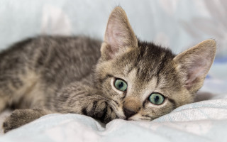 Curious kitten green eyes blurry - curious free wallpaper