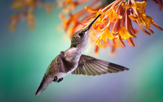 Hummingbird flower blue background macro - its beak free wallpaper