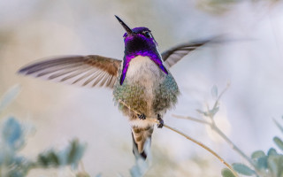 Hummingbird arabesque purple white bird - a black beak free wallpaper