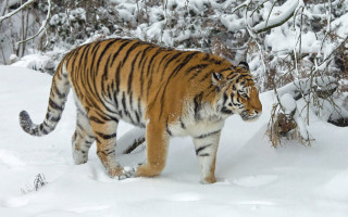 Snowy woodland tiger walking nature - a tiger free wallpaper