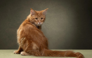 Cat glamor portrait table gray - a gray background behind free wallpaper