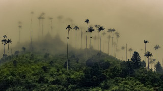 Foggy mountain palm trees forest - a forest below free wallpaper