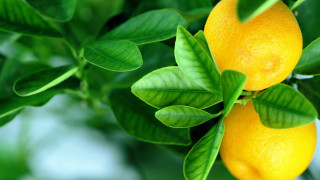 Lemons water droplets leaves bokeh - a tree branch free wallpaper for desktop