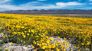 Flower field mountains desert sunset - yellow flower free wallpaper