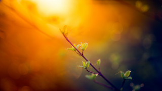 Sunlit branch leaves bokeh backlight - backlight free wallpaper