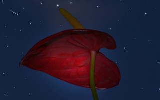 Red flower shooting star night - subsurface free wallpaper for desktop