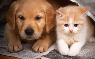 Cat dog puppy animal photorealistic - a newspaper free wallpaper