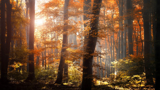 Forest autumn sunset cityscape embers - lot of trees free wallpaper