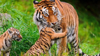 Tiger cub walking grass wildlife 2 - her cub free wallpaper
