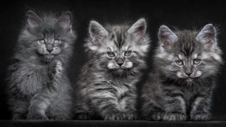 Three kittens row black background - three kitten free wallpaper