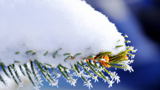 Snow covered branch needles snowflakes - needle and needles free wallpaper
