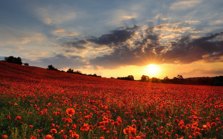 Red flowers sunset clouds field - stunning free wallpaper
