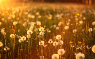 Dandelion field sunset bokeh christmas - celia fiennes free wallpaper