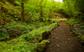 Woodland path green grass trees 2 - tilt shift free wallpaper