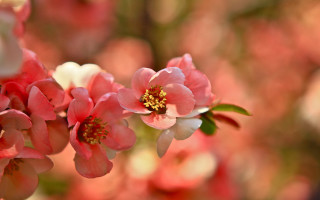 Hibiscus lily pink white macro - a blurry background of flowers free wallpaper