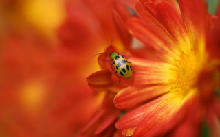 Ladybug redflower yellowstamens macrofire autumn - a lady bug free wallpaper