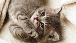 Kitten laying on blanket looking 2 - a kitten free wallpaper
