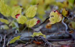 Plant leaves branch macro shallow - a close up of a plant free wallpaper