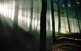 Bamboo forest light ray sunbeam - the ground and the sun free wallpaper