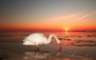 White swan beach sunset reflection - its reflection free wallpaper