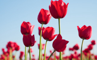 Red tulips blue sky green 2 - a few green stem free wallpaper