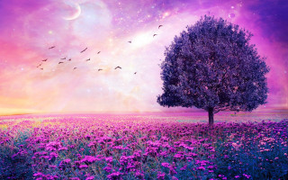 Tree flower sky moon birds - overhead in the sky above free wallpaper