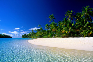 Beach palm trees clear water - white sand free wallpaper